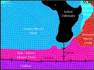 The figure illustrates the segments that composed the finite element model and the paths that measurements were recorded from. The segments are ischial tuberosity, anterior muscle group, posterior muscle group, superior adipose tissue, skin and inferior adipose tissue, and cushion. Interface measurements were taken along the interface between the cushions and skin / inferior adipose tissue. The vertical (subcutaneous) measurements were taken from the most inferior point of the ischial tuberosity to the cushion surface. 